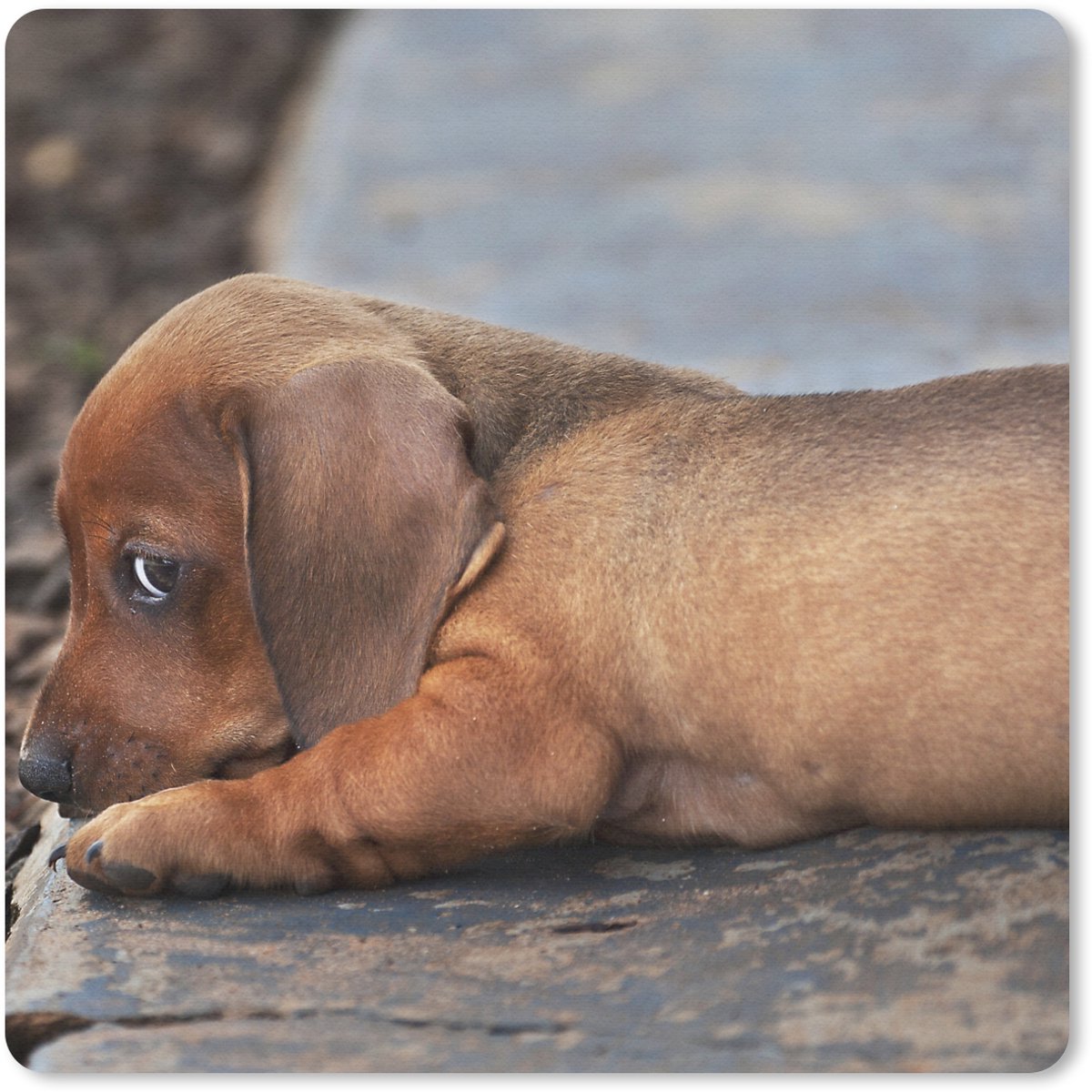 Muismat 30x30 cm - Mousepad Teckel puppy ligt op de rand van de stoep - Muismatten