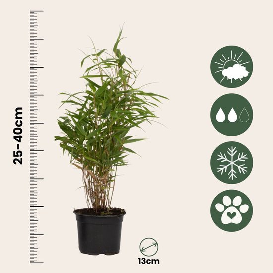 Plant in a Box - Set de 3 Fargesia Rufa - Bambou non invasif - Pot ⌀ 13cm - Hauteur ↕ 30-40cm