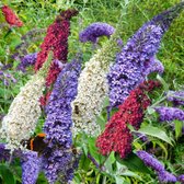 Vlinderstruik (Buddleja Davidii) - Tricolor - Buddleja - Vaste planten - Bijen-Vlinders - Geurend - bloeit in Juli / Augustus / September