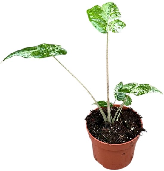 Alocasia Odora Variegata Batik Kamerplant Potmaat Ø10,5 cm |Vers Van De Kweker