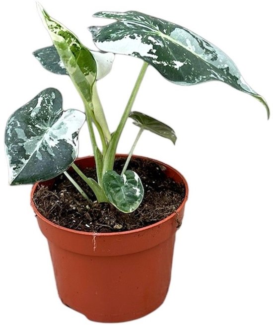 Alocasia Frydek Variegata kopen