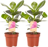 Kamerplanten van Botanicly – 2 × Varkensboom – Hoogte: 35 cm – Clusia Princess