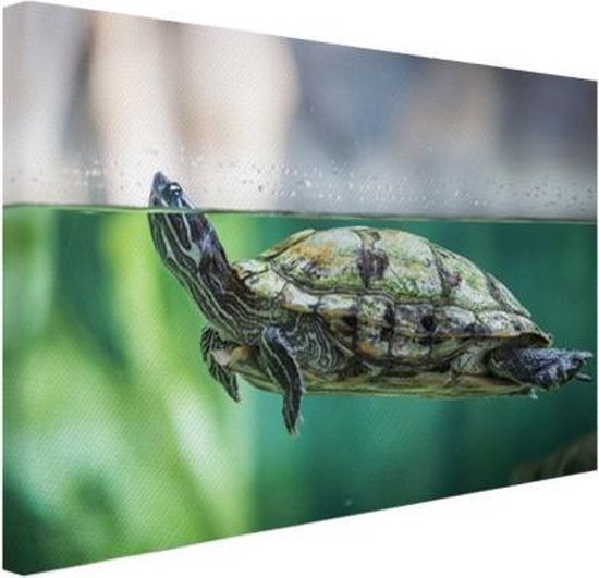 Photo en gros plan de toile de tortue 60x40 cm - Tirage photo sur toile peinture (Décoration murale salon / chambre) / Peintures sur toile Animaux