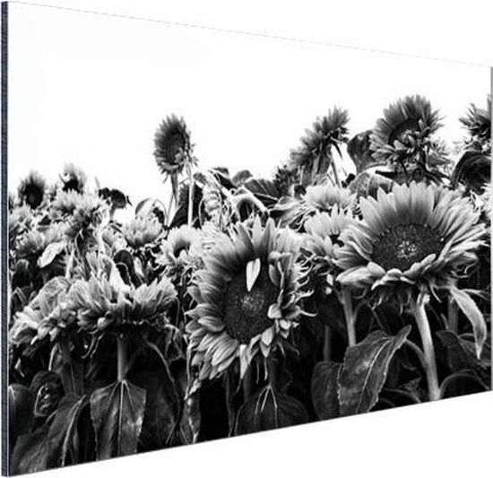 Wanddecoratie Metaal - Aluminium Schilderij Industrieel - Zonnebloemen in Nederland zwart-wit - 120x80 cm - Dibond - Foto op aluminium - Industriële muurdecoratie - Voor de woonkamer/slaapkamer