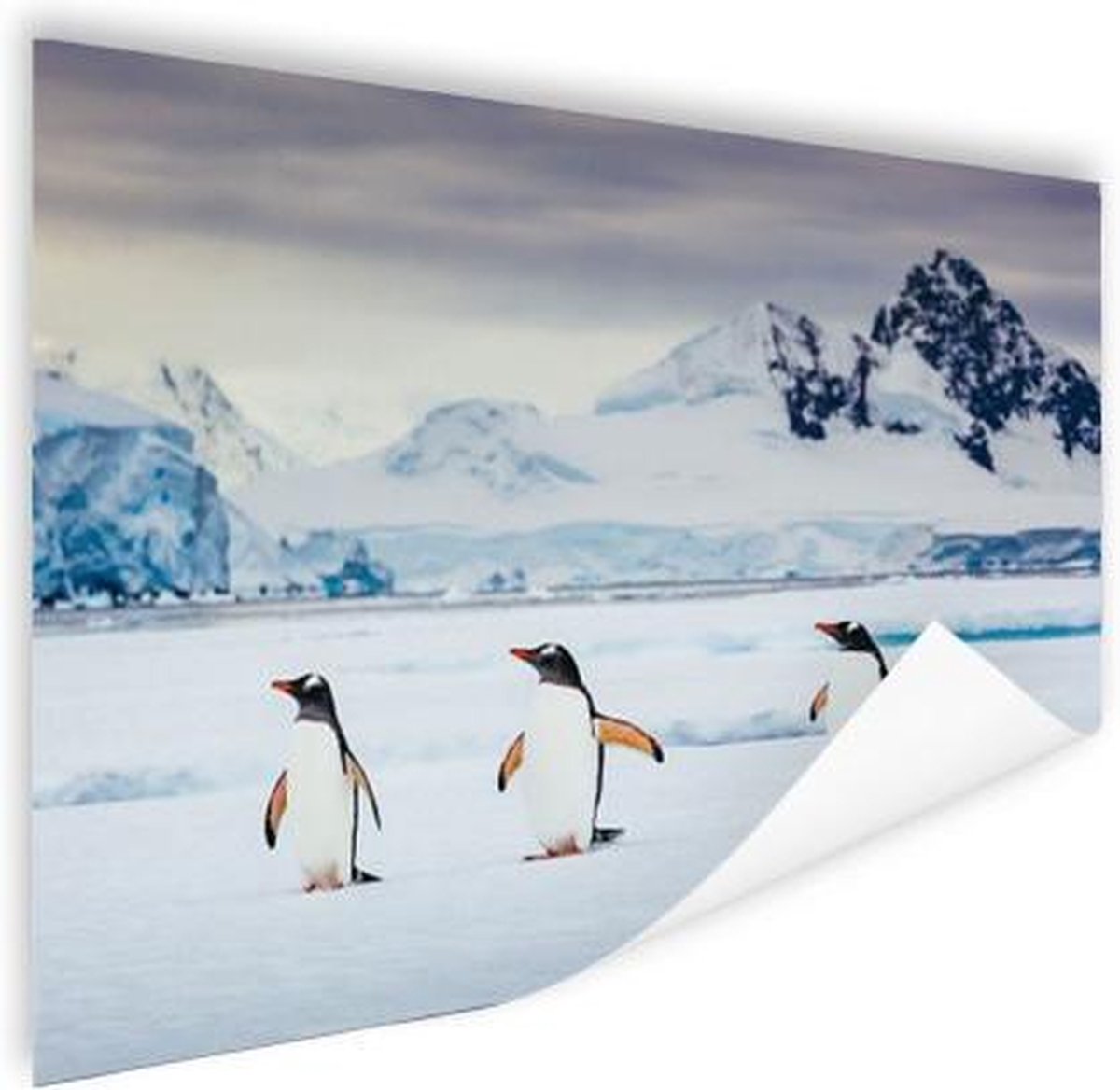 Poster Drie pinguïns - 60x40 cm