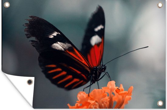 Tuinposter - Vlinder - Bloem - Natuur - Tuindoek - 120x80 cm - Tuinposter vlinder
