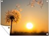 Pampa/Pissenlit Jardin Affiche 4:3 3-3