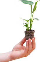PLNTS - Baby Monstera Deliciosa - Kamerplant Gatenplant- Stekplantje 4 cm - Hoogte 20 cm