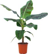 PLNTS - Musa Dwarf Cavendish (Bananenplant) - Kamerplant - Kweekpot 20 cm - Hoogte 90 cm