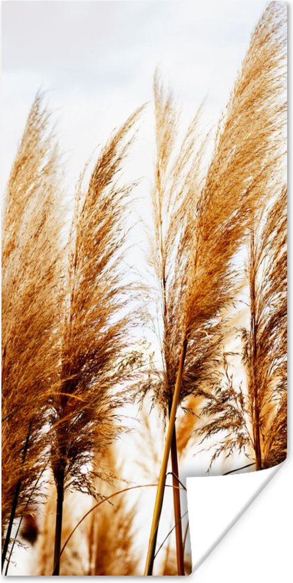 Poster Pampasgras - Zon - Gras - 20x40 cm