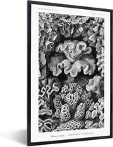 Fotolijst incl. Poster - Kamer decoratie aesthetic - Ernst Haeckel - Oude meesters - Koraal - Vintage - Natuur - Posters zwart wit - Posterlijst - 80x120 cm