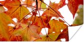 Affiche Branches d'Automne - Feuilles - Saisons - Rural - 40x20 cm