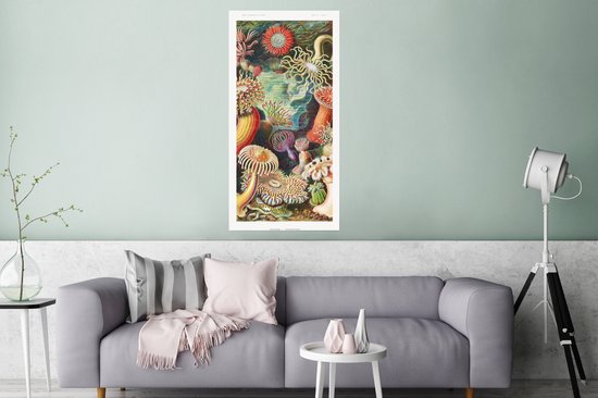 Affiche Ernst Haeckel - Anémone - Rétro - Actinae - 60x120 cm