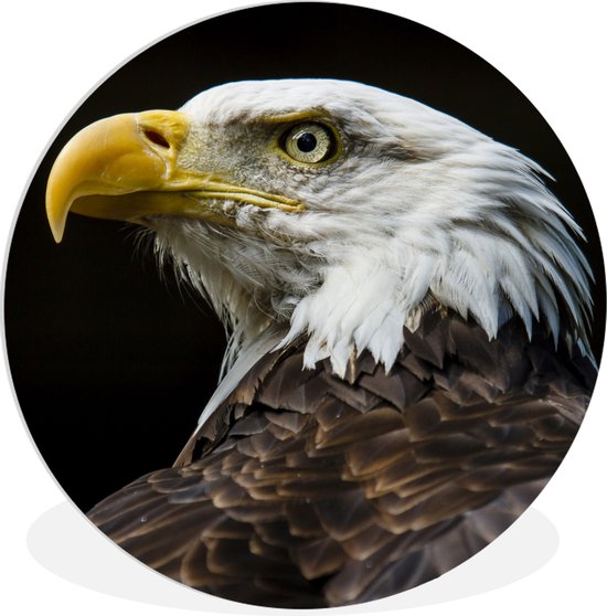 Profil d'un aigle sur fond noir Assiette en plastique cercle mural ⌀ 60 cm - tirage photo sur cercle mural / cercle vivant (décoration murale)