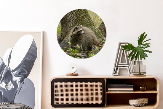 WallCircle - Wall Circle - Wall Circle Indoor - Raton Laveur - Sauvage - Forêt - 60x60 cm - Décoration murale - Peintures Ronds