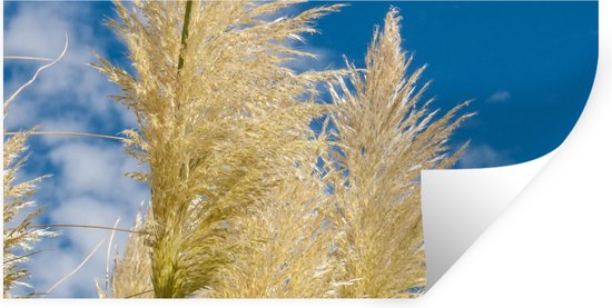 Stickers muraux - Plantes - Herbe de la pampa - Air - 120x60 cm - Feuille adhésive