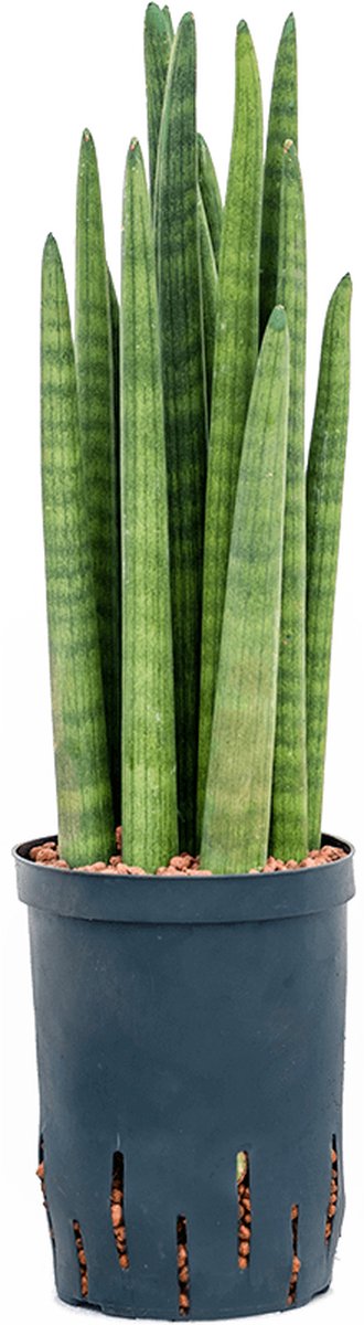Hydroplant Sansevieria Cylindrica Tower