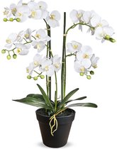 HTT Decorations IT - Orchidée artificielle / Phalaenopsis XL 5 branches blanc H68cm