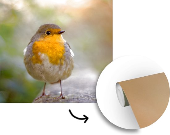 Papier Peint - Papier peint photo Vogels - Rouge-gorge - Arbre - Largeur 300 cm x Hauteur 300 cm