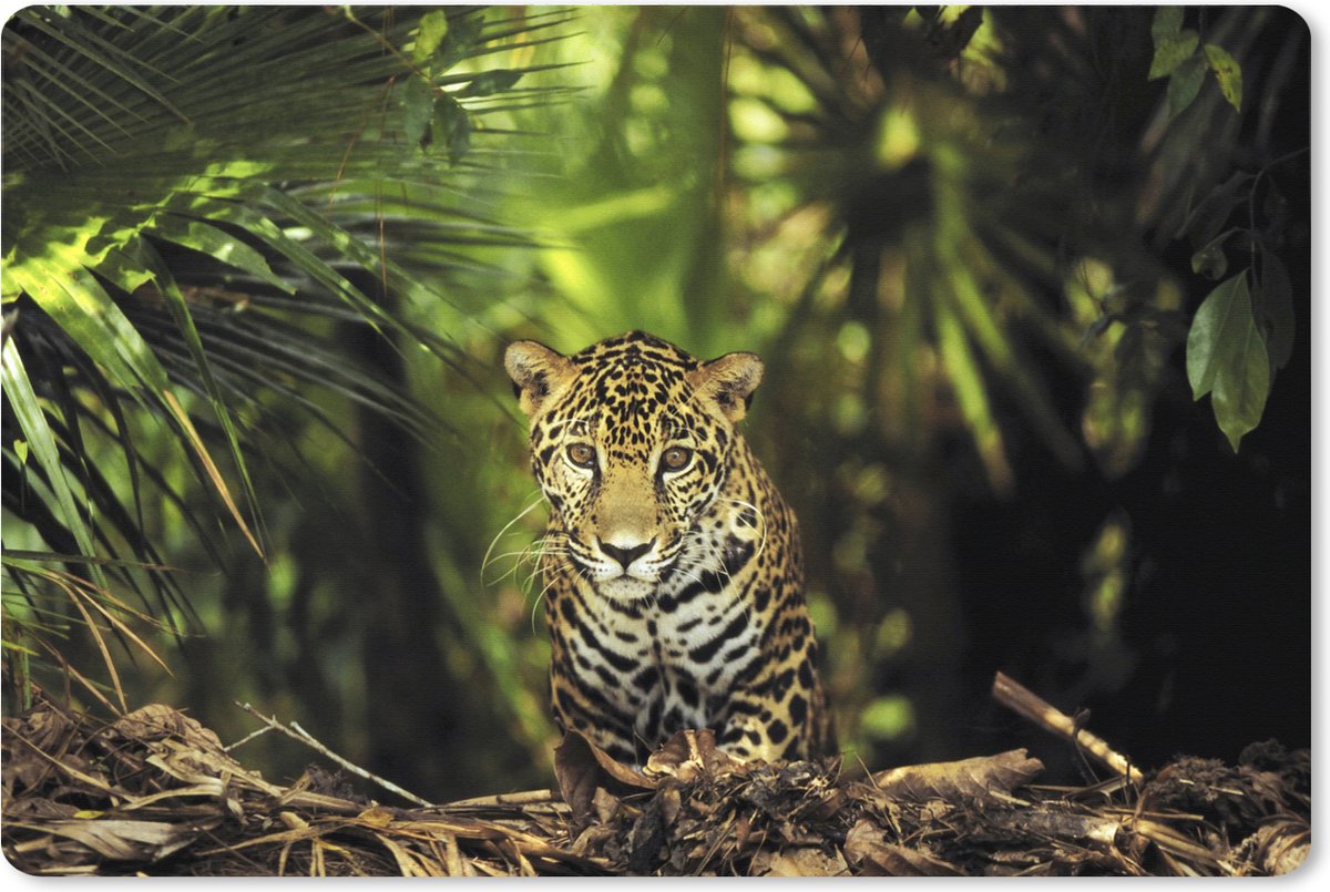 Muismat XXL 120x80 cm - Bureau onderlegger - Bureau mat Jonge jaguar in de jungle - Bureaumat - Gaming mousepad xl - Bureaulegger groot - Computer deskmat