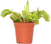 Dionaea Muscipula - Vleesetende plant - Kamerplant - Onderhoudsvriendelijke plant voor binnen - ⌀6 cm - 05-10 cm