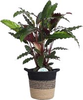 Calathea Rufibarba in plantenmand Sumatra – ↨ 60cm – ⌀ 19cm