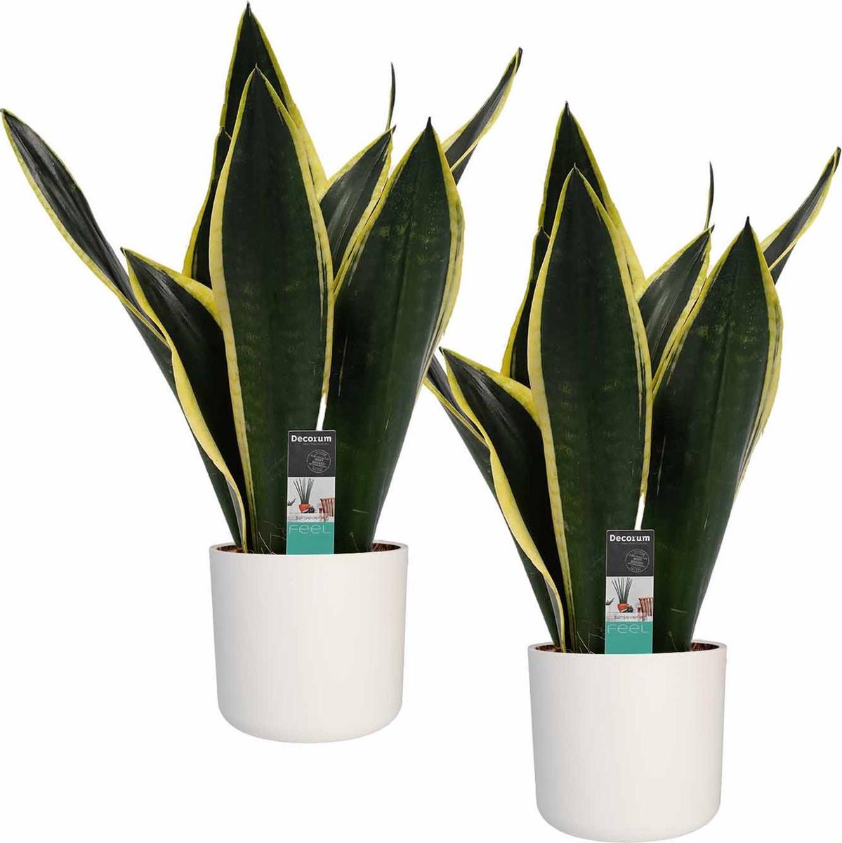 BOTANICLY Kamerplanten van – 2 × Vrouwentongen incl. witte cilindrische sierpot als set – Hoogte: 50 cm – Sansevieria Fire