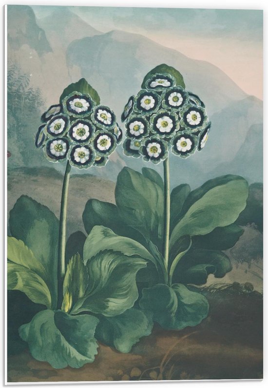 Bol Com Forex Schilderij Twee Planten 40x60cm Foto Op Forex