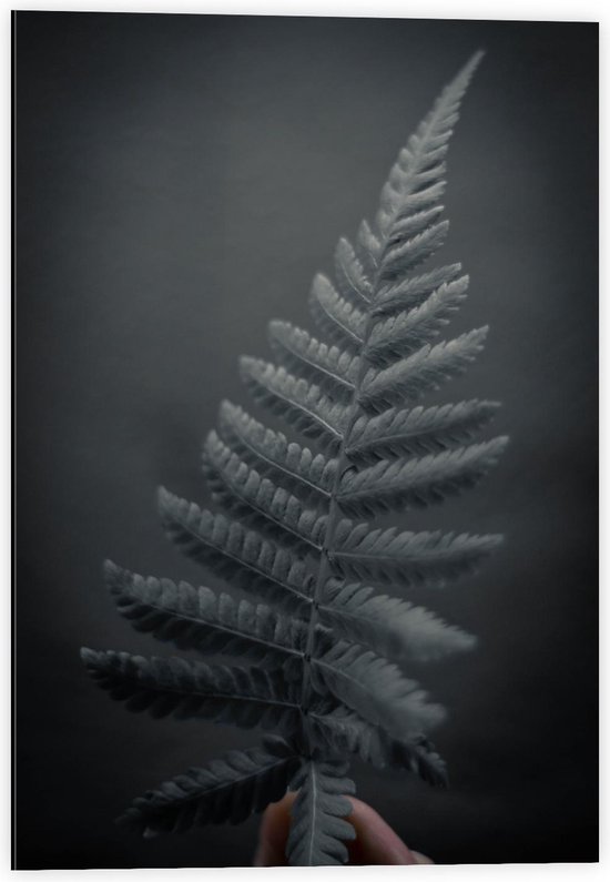 Dibond - Zwart/Wit Blad met Bladeren - 40x60cm Foto op Aluminium (Met Ophangsysteem)