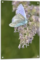 Tuinposter – Lichte Vlinder op Kleine Bloemetjes - 60x90cm Foto op Tuinposter  (wanddecoratie voor buiten en binnen)