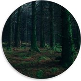 Dibond Wandcirkel - Donkere Bomen in het Bos - 50x50cm Foto op Aluminium Wandcirkel (met ophangsysteem)