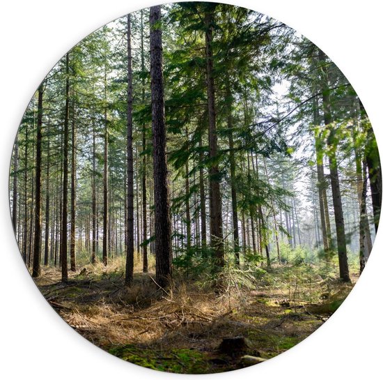 Dibond Wandcirkel - Hoge Smalle Bomen in het Bos - Foto op Aluminium Wandcirkel (met ophangsysteem)