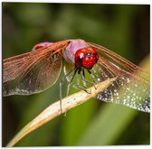 Dibond - Rode Libelle in de Natuur - 50x50cm Foto op Aluminium (Met Ophangsysteem)