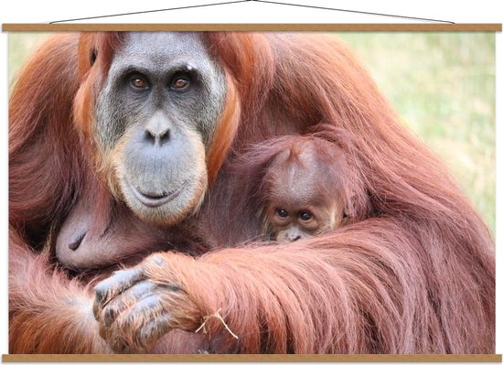 Schoolplaat – Orang-Oetang met Baby Aapje - 150x100cm Foto op Textielposter (Wanddecoratie op Schoolplaat)