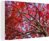 Canvas Schilderij Japanse esdoorn met rode bladeren tegen een blauwe lucht - 30x20 cm - Wanddecoratie