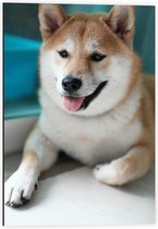 Dibond - Schattige Shiba Hond - 40x60cm Foto op Aluminium (Met Ophangsysteem)