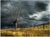 Poster – Boom in Grasveld met Donkere Lucht - 40x30cm Foto op Posterpapier