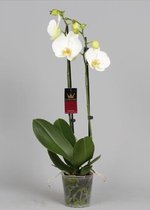 Phalaenopsis 2 tak wit