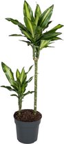 Dracaena Cintho 80 cm