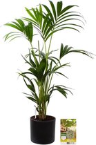 Pokon Powerplanten Kentia Palm 110 cm ↕ - Kamerplanten - in Pot (Mica Era Donker Grijs) - Howea Forsteriana - met Plantenvoeding / Vochtmeter