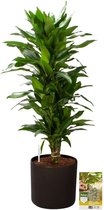 Pokon Powerplanten Drakenbloedboom Janet Lind 100 cm ↕ - Kamerplanten - in Pot (Mica Era Donker Grijs) - Dracaena - met Plantenvoeding / Vochtmeter