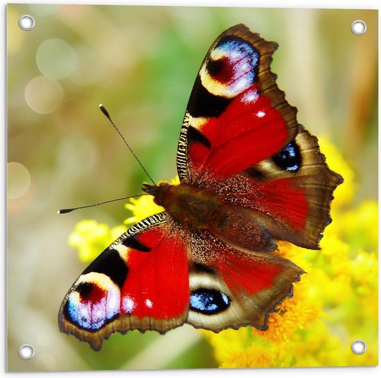Tuinposter – Bruin/Rode Vlinder - 50x50cm Foto op Tuinposter  (wanddecoratie voor buiten en binnen)