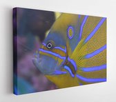 Onlinecanvas - Schilderij - Colorful Fish Art Horizontal Horizontal - Multicolor - 75 X 115 Cm