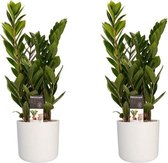 Kamerplanten van Botanicly – 2 × Zamioculcas zamiifolia incl. witte cilindrische sierpot als set – Hoogte: 45 cm