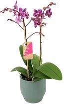 Orchidee van Botanicly – Vlinder orchidee in groen keramiek pot 'Eline' als set – Hoogte: 50 cm, 2 takken – Phalaenopsis Multiflora Monterrey