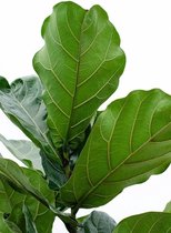 Ficus Lyrata op stam in watergevende Classico bruin | Vioolbladplant / Tabaksplant