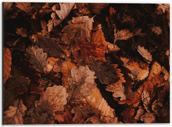 Dibond - Herfstbladeren op de Grond - 40x30cm Foto op Aluminium (Wanddecoratie van metaal)
