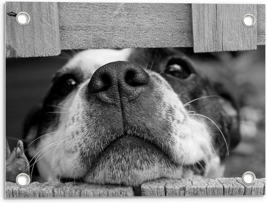 Tuinposter – Snuit van Hond door Hek (zwart/wit) - 40x30cm Foto op Tuinposter  (wanddecoratie voor buiten en binnen)