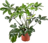 Philodendron Green Wonder 120 cm