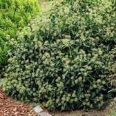8 x Hedera helix Arborescens - Struikklimop in C2 pot met hoogte 10-20cm